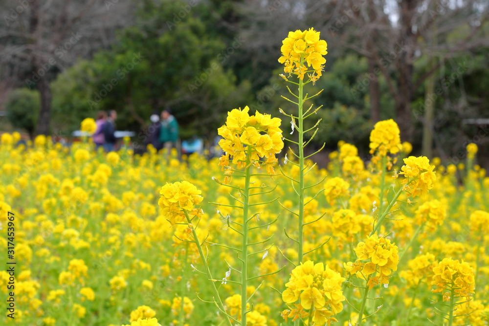 Obraz premium 菜の花