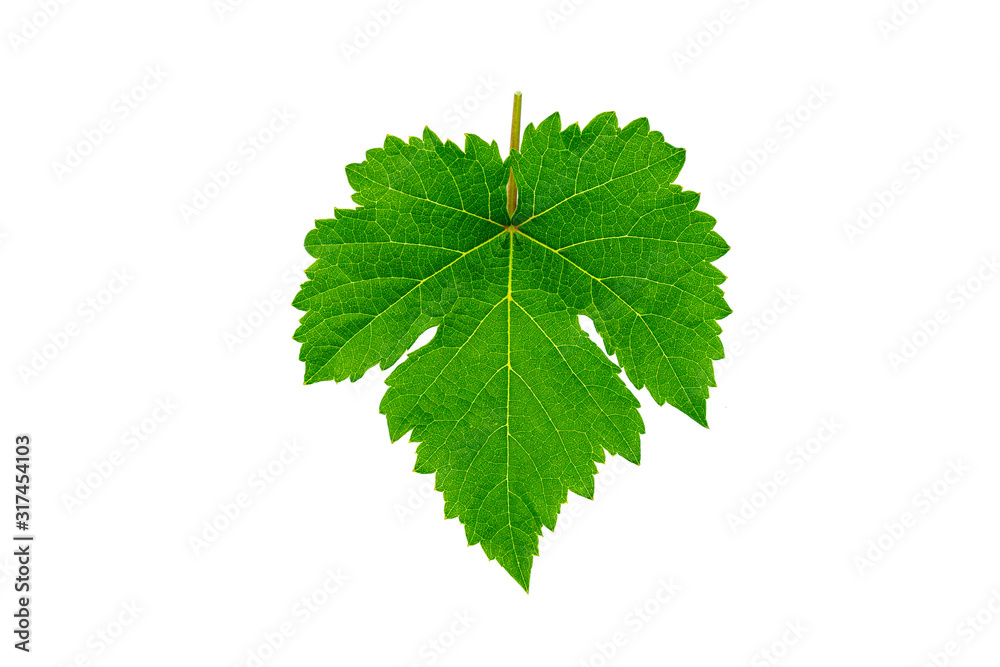 Fresh green grape leaves isolated on white background. Fresh green grape leaves isolated on white background.
