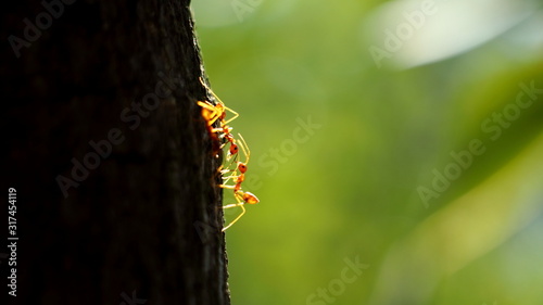  Two red ants walking on trees On a green background