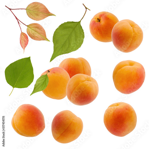Isolated apricot. Collection of ripe yellow apricot fruit set and tree branch with green leaves isolated on white background