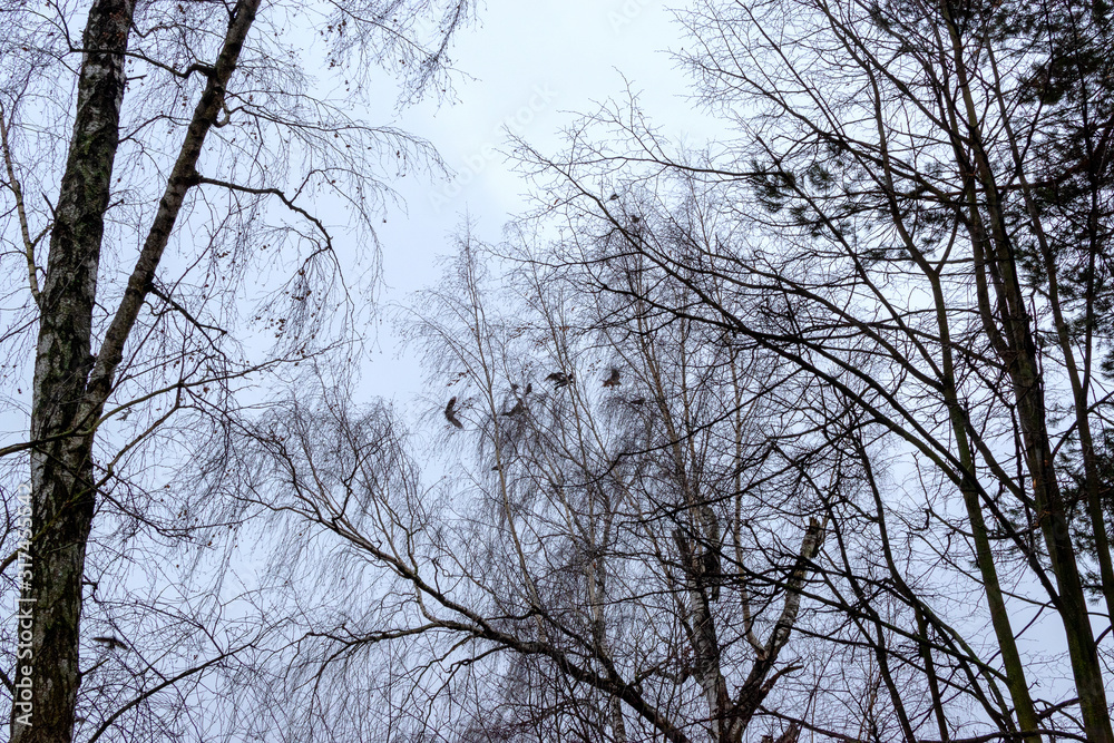 Defocused silhouettes of trees and birds against a gloomy gray sky. Abstract blurred forest landscape. Defocused silhouettes of trees and birds against a gloomy gray sky. Abstract blurred forest landscape.