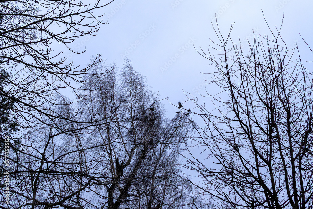 Defocused silhouettes of trees and birds against a gloomy gray sky. Abstract blurred forest landscape. Defocused silhouettes of trees and birds against a gloomy gray sky. Abstract blurred forest landscape.
