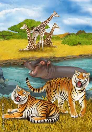 cartoon scene with hippopotamus hippo swimming in river near the meadow and giraffes resting illustration for children