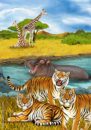 cartoon scene with hippopotamus hippo swimming in river near the meadow and giraffes resting illustration for children