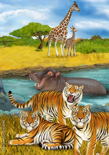 cartoon scene with hippopotamus hippo swimming in river near the meadow and giraffes resting illustration for children