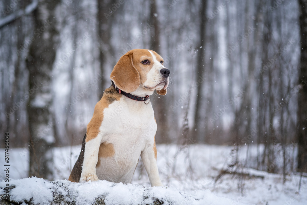 Beagle dog on a walk in a winter Park during a snowfall