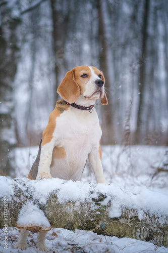 Fototapeta Naklejka Na Ścianę i Meble -  Beagle dog on a walk in a winter Park during a snowfall