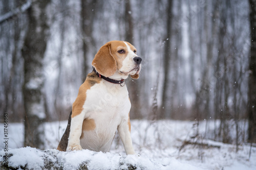 Beagle dog on a walk in a winter Park during a snowfall © androsov858