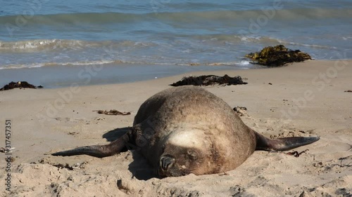 Fur seal sleeping on ocean beach in Ausralia photo