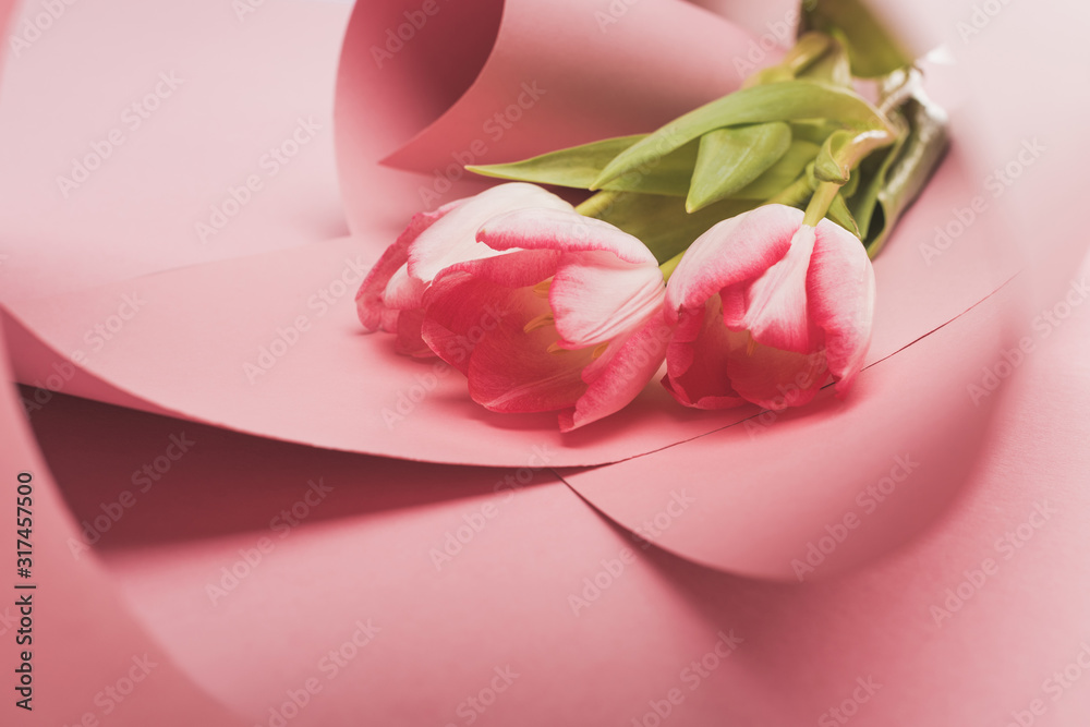 close up view of tulips wrapped in pink paper swirls isolated on white