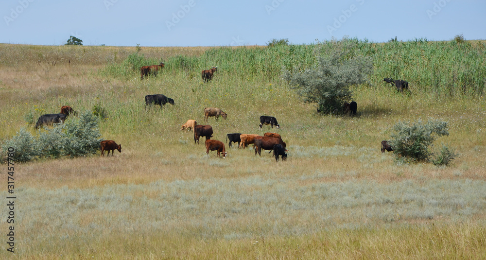 Herd of cows grazing on a hillside Herd of cows grazing on a hillside
