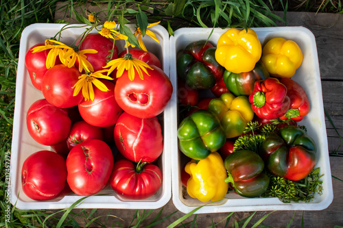 tomatoes and peppers in basket