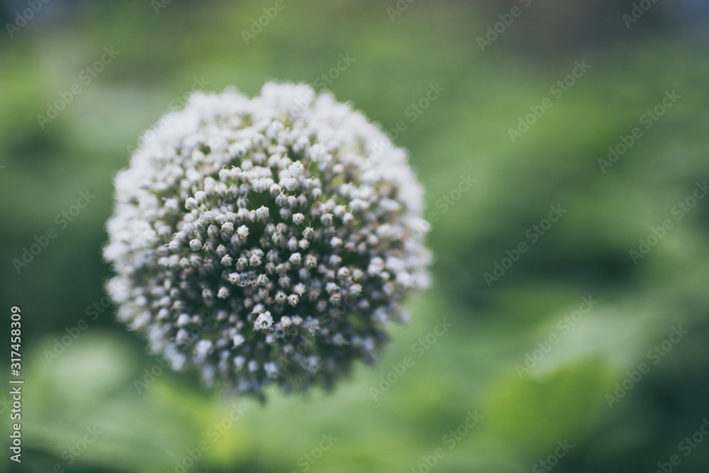 seed head