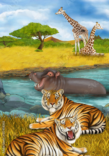 cartoon scene with hippopotamus hippo swimming in river near the meadow and giraffes resting illustration for children