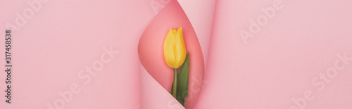top view of yellow tulip wrapped in paper swirl on pink background, panoramic...