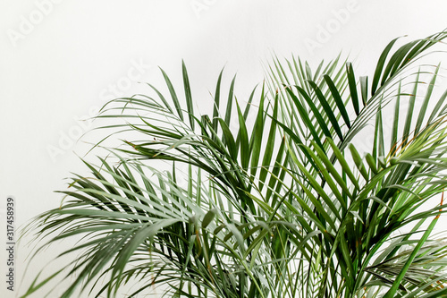 Tropical green palm leaves  branchs on white background with blank space for text. Flat lay  top view 