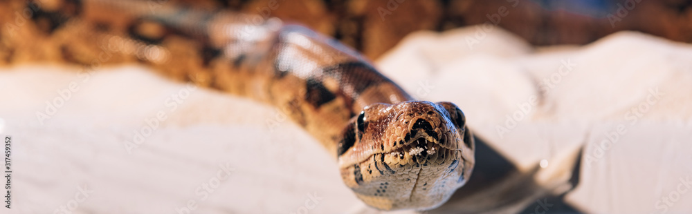 Selective focus of python head on sand, panoramic shot Selective focus of python head on sand, panoramic shot
