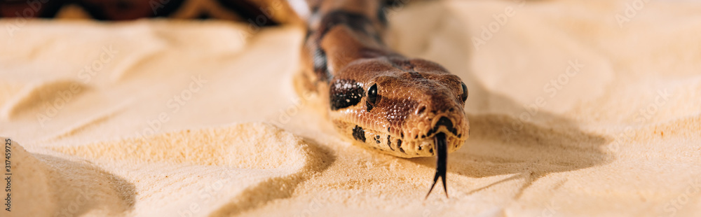 Panoramic shot of snake with sticking out tongue on sand Panoramic shot of snake with sticking out tongue on sand