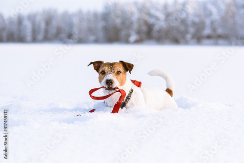 Winter fun and outdoor pursuit with pet concept - dog holding in mouth its own leash lying on snow