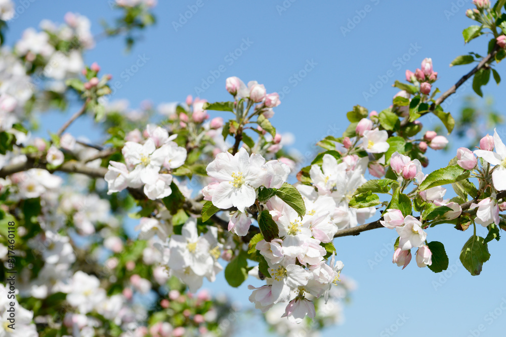 flowering apple tree in orchard in springtime flowering apple tree in orchard in springtime