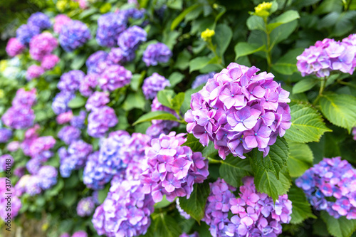 飛鳥山公園の紫陽花 © toshi007