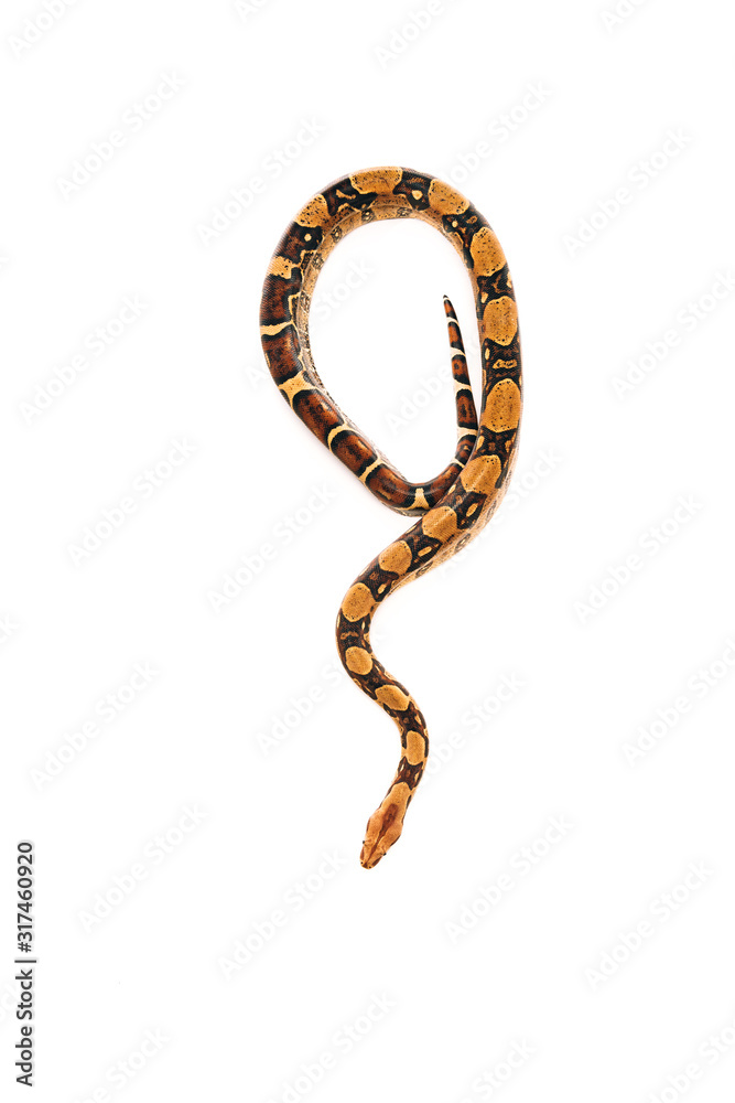 Obraz premium Top view of twisted python snake isolated on white