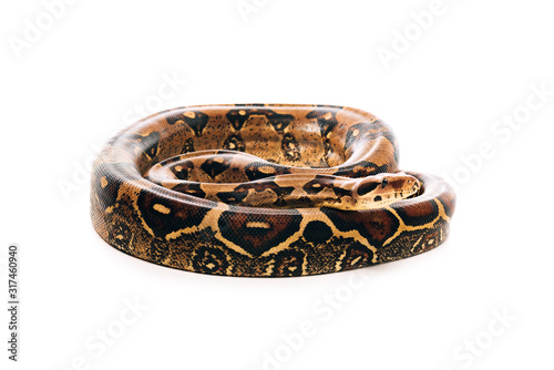 Close up view of twisted python isolated on white