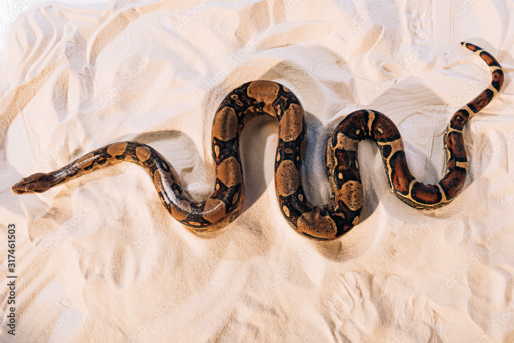 Obraz premium Top view of python on textured sand