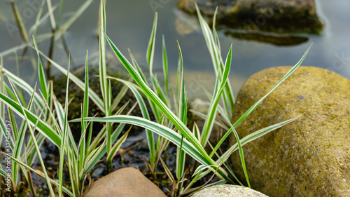 Spring young striped leaves of Phalaris arundinacea or reed canary grass on blurred stones by pond shore. Spring landscape, fresh wallpaper and nature background concept photo