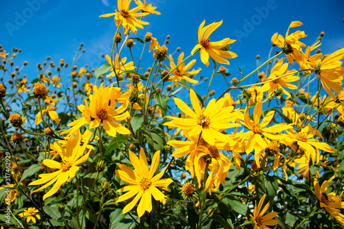 field of sunflowers and blue sky