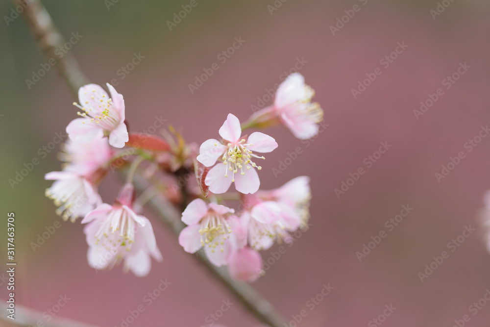 Fototapeta premium Beautiful Pink Cherry blossom flower in blooming,Spring