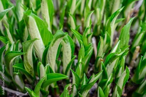 Hosta Young shoots of a flower. The first spring greens. Spring. Hosta yellow-green leaves grow in spring.