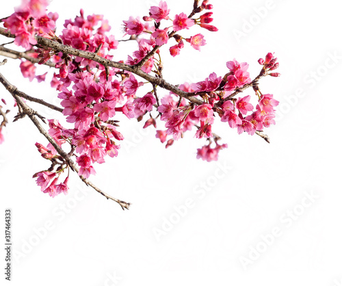 Cherry blossom flower branch  isolated on white background