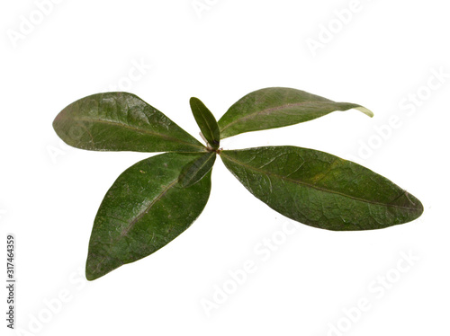 green leaf of a plant isolated on white background
