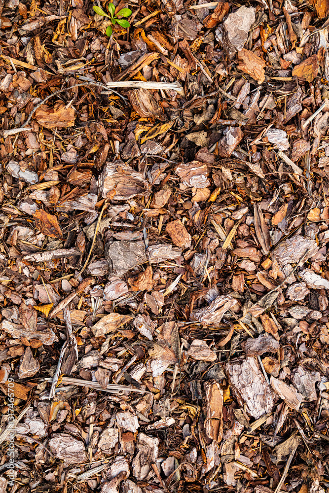 Tree Pine bark pieces top view. Interesting wooden texture or wood background with mulching garden beds 