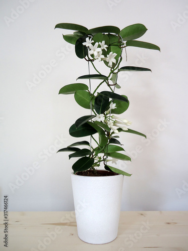 Stephanotis floribunda syn. S. jasminoides (Madagascar jasmine, waxflower, Hawaiian wedding flower, bridal wreath) is a species of flowering plant in the family Apocynaceae, native to Madagascar. 