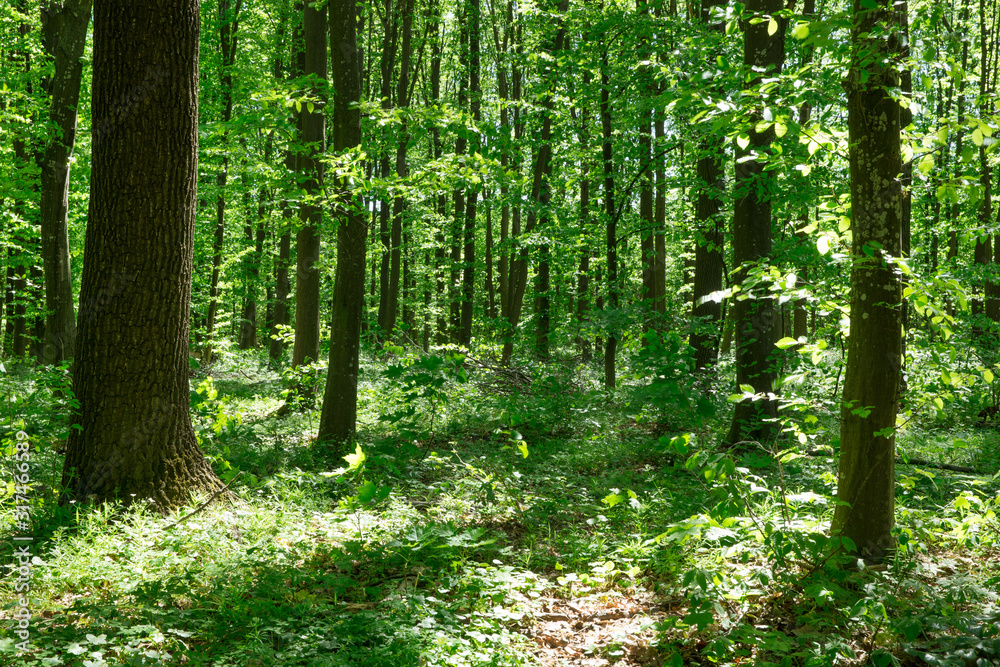 Fototapeta premium Forest trees. nature green wood sunlight backgrounds