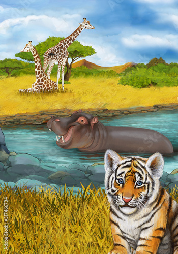 Fototapeta Naklejka Na Ścianę i Meble -  cartoon scene with hippopotamus hippo swimming in river near the meadow and giraffes resting illustration for children