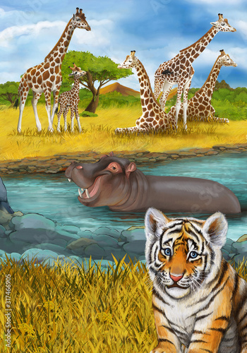 cartoon scene with hippopotamus hippo swimming in river near the meadow and giraffes resting illustration for children