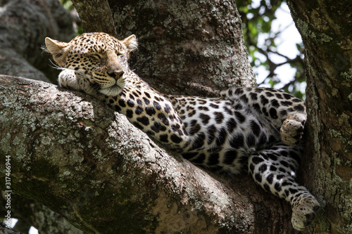 Ein Leopard ruht nach der Jagd im Serengeti-Nationalpark  Tansania
