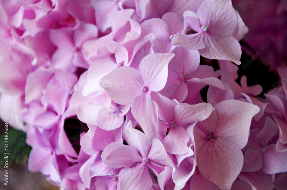 pink hydrangea beautiful flowers in the garden pink hydrangea beautiful flowers in the garden