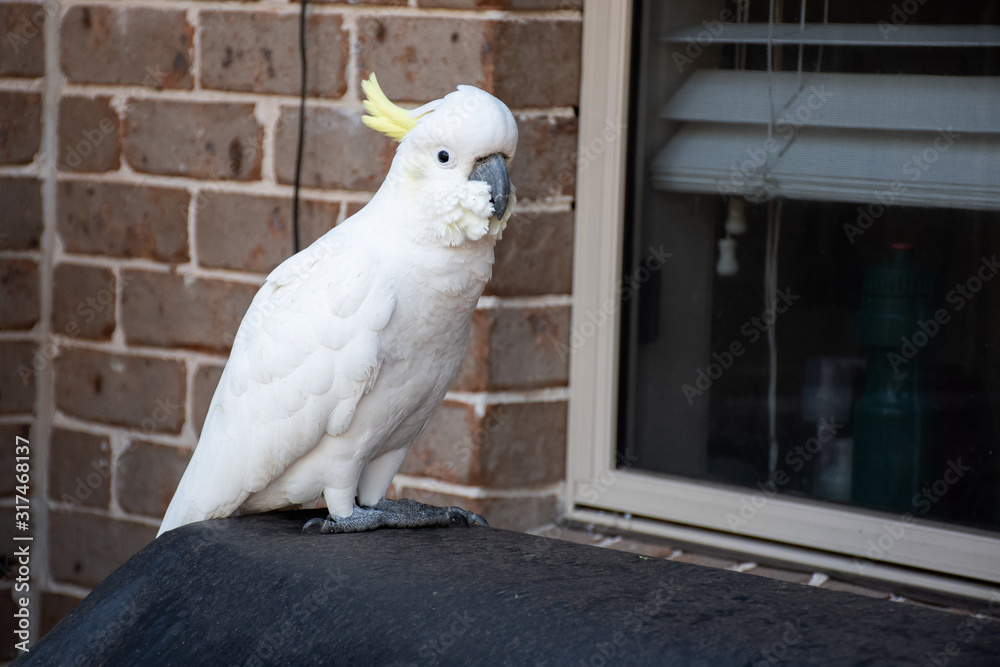 Sulphur-crested cockatoo sitting near the window and the brick wall Sulphur-crested cockatoo sitting near the window and the brick wall