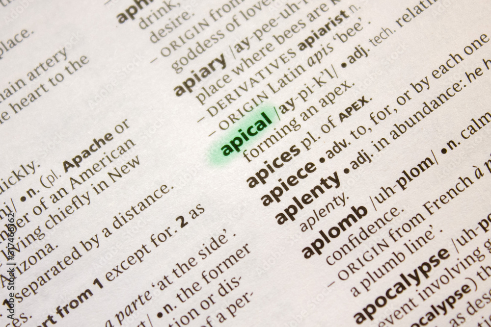 Apical word or phrase in a dictionary. Apical word or phrase in a dictionary.