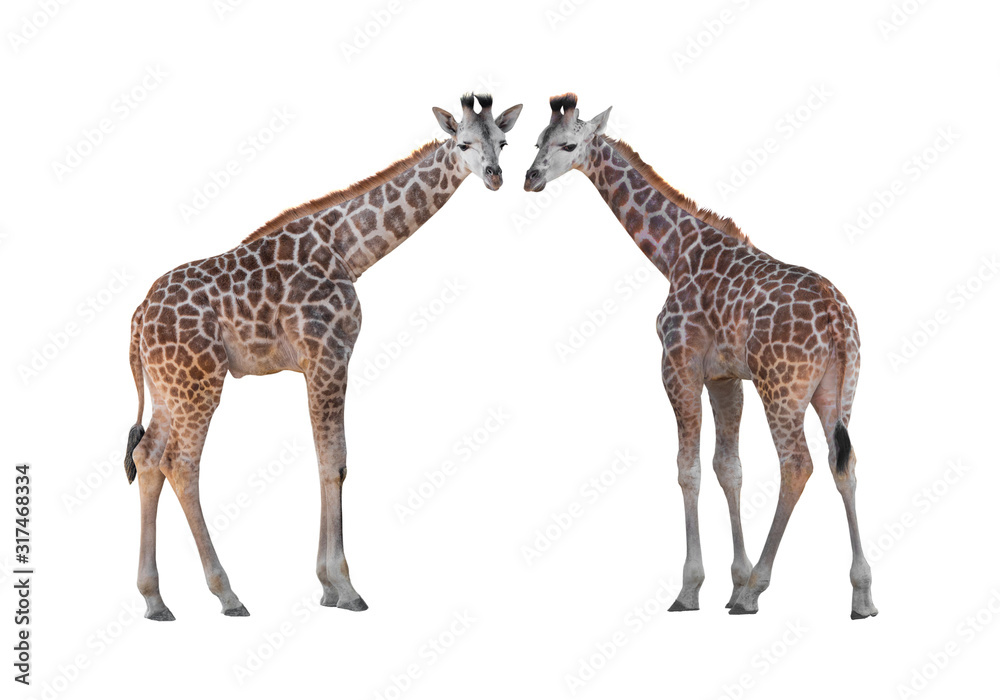 Fototapeta premium two Giraffe isolated on a white background.