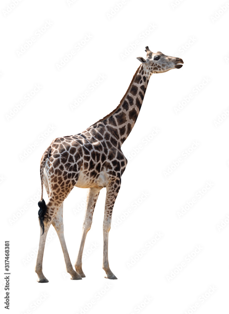 Obraz premium Giraffe isolated on a white background.