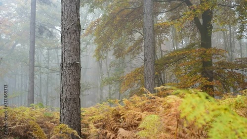 Panning shot of ferns in forest in autumn colours  photo