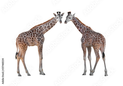  two Giraffe isolated on a white background.