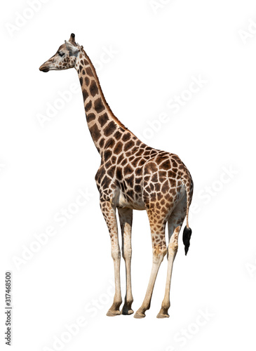 Giraffe isolated on a white background.