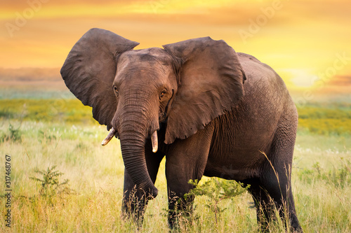 African elephant standing in grassland at sunset.