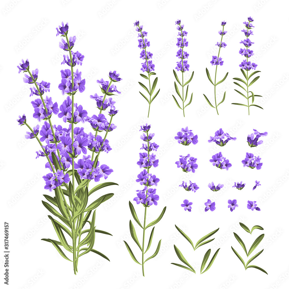 Set of lavender flowers elements. Collection of lavender flowers on a ...